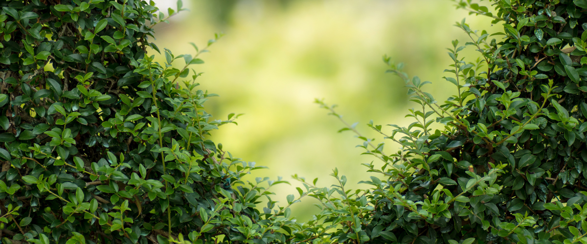 Concursul interscolar: Scoala Reciclarii – prezent si viitor verde